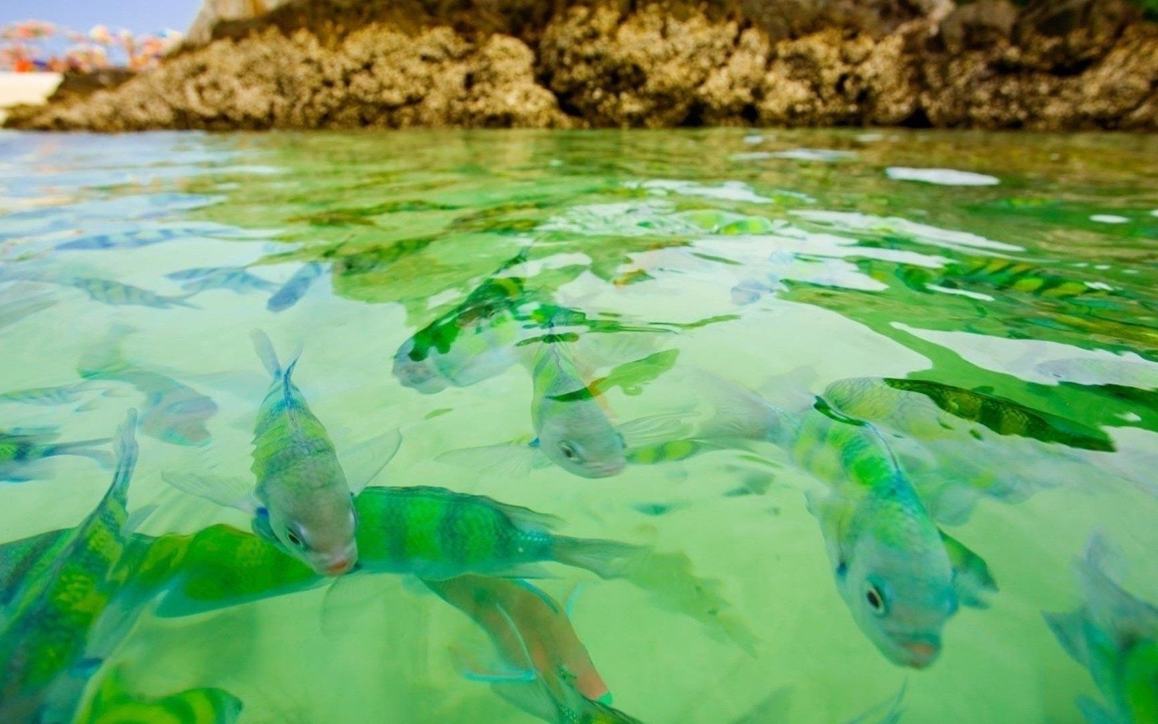 animaux eau poissons natation sous-marin turquoise mer océan nature bureau couleur tropical été belle voyage