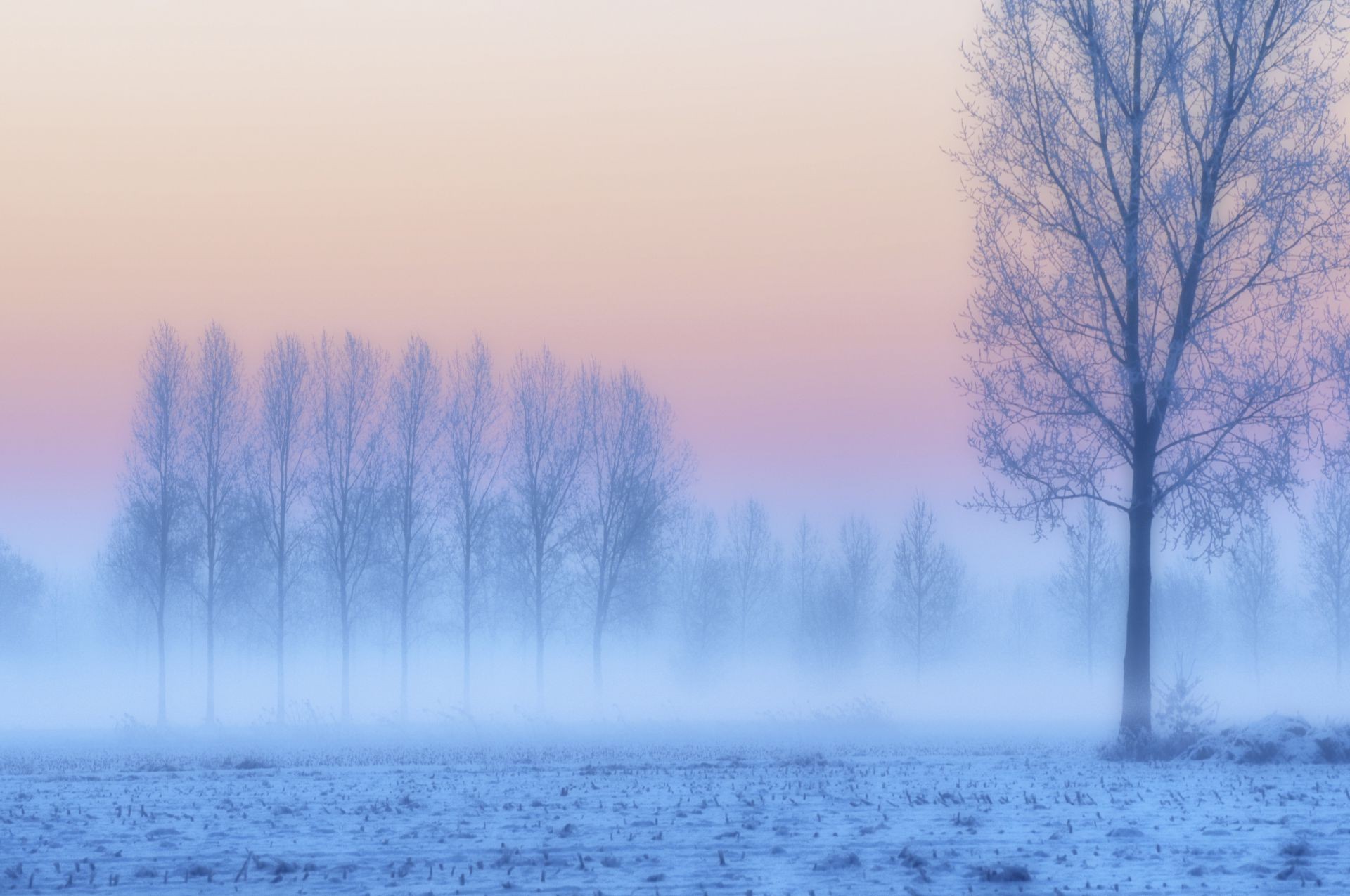 hiver brouillard brouillard nature aube météo neige paysage froid gel bois à l extérieur congelés bois automne glace eau