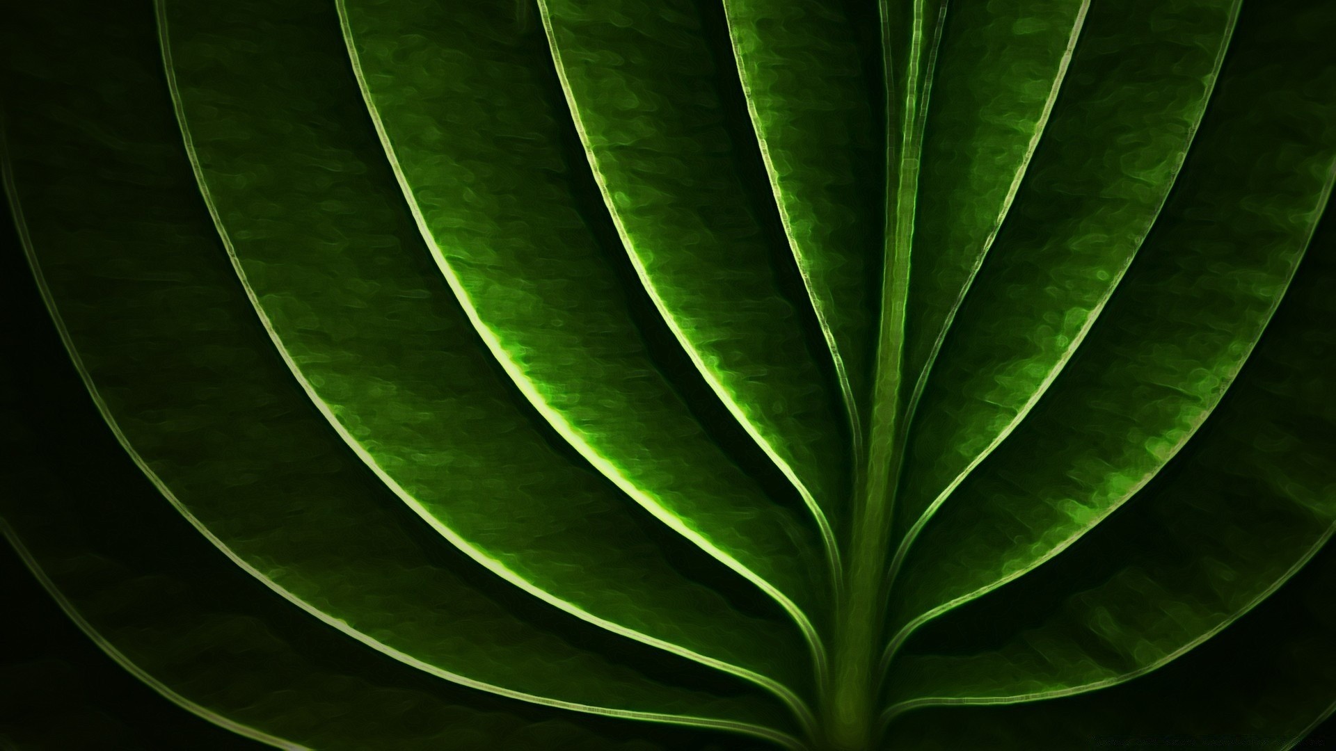 abstract leaf flora growth nature vein desktop lush photosynthesis