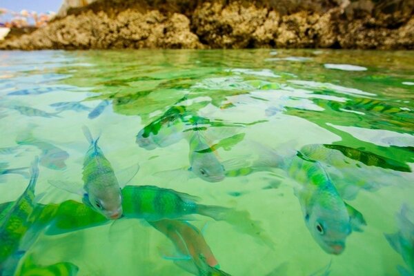 Viele große Fische im grünen Wasser vor dem Hintergrund der Berge