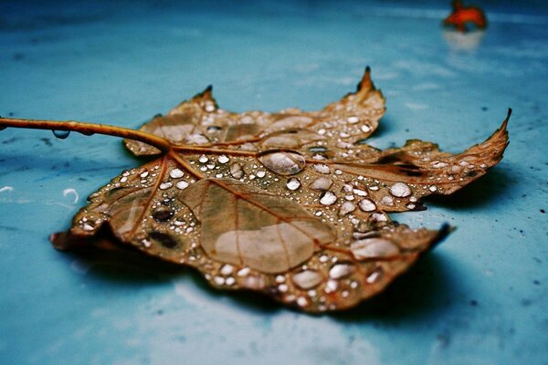 Hoja de otoño de arce en gotas de agua