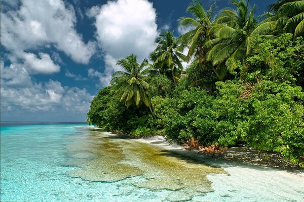 Île tropicale et palmiers sur le rivage