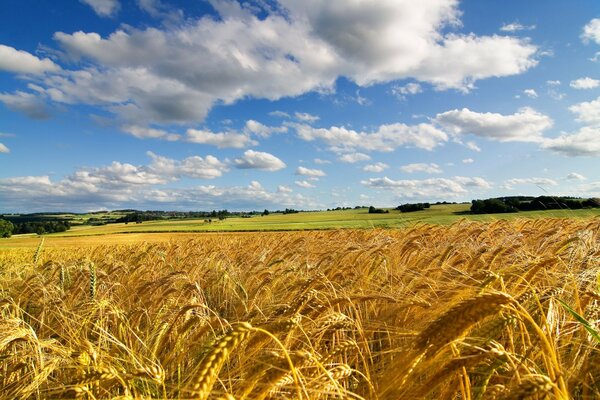 Campo de trigo com espigas douradas