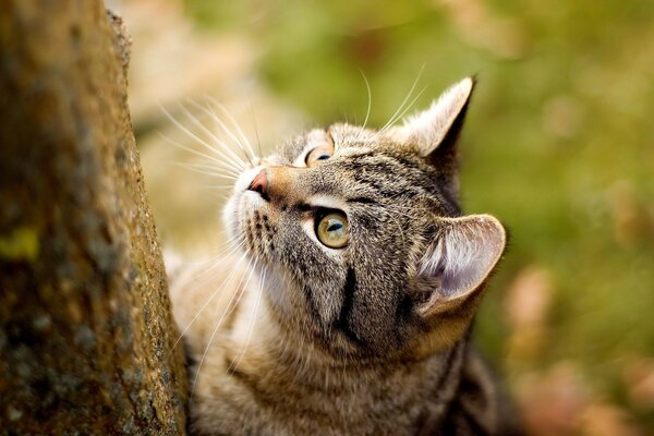 A cat climbs a tree trunk