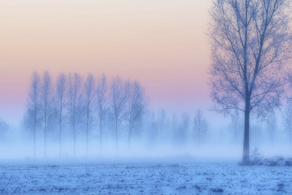 Foto de la niebla de invierno por la mañana