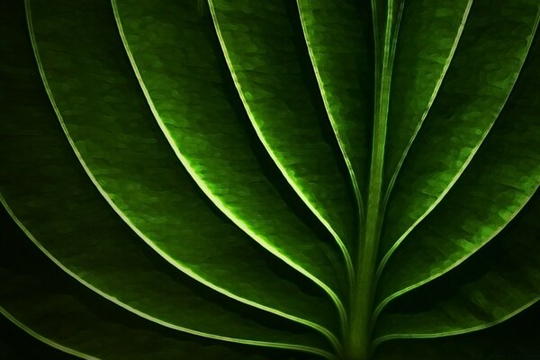 Green abstraction of a green leaf