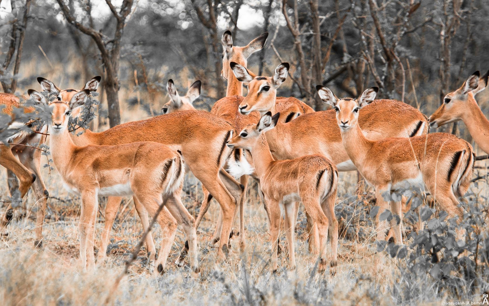 cerf mammifère la faune antilope animal nature sauvage safari parc impala herbe à l extérieur gazelle