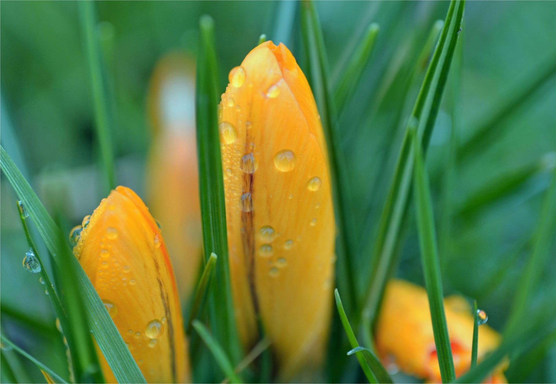 花 自然 叶 夏天 草 户外 植物 露 明亮 花园 好天气 生长 雨 湿 花 太阳 颜色