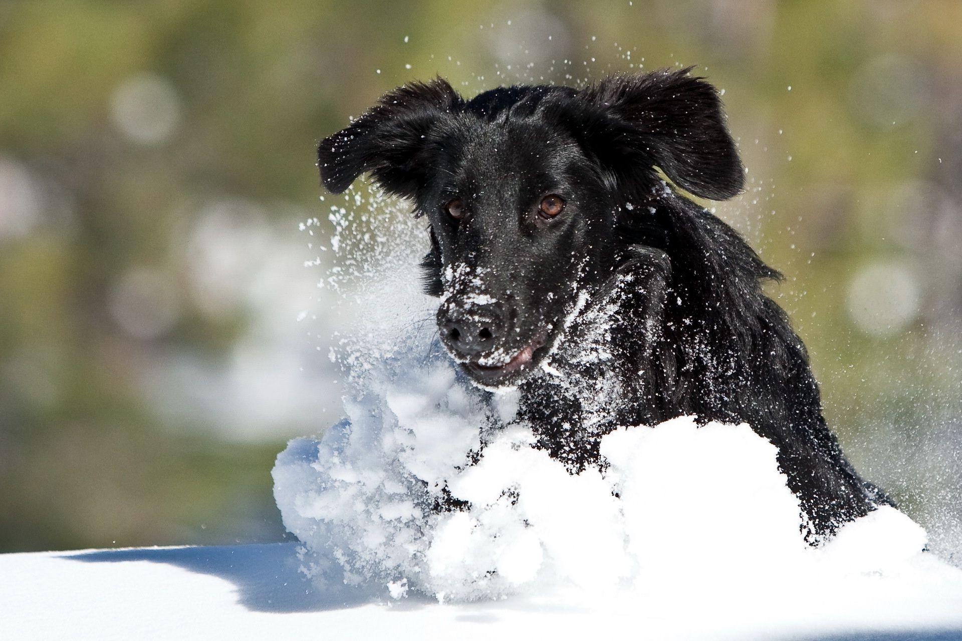 Собака снежок. Собака зимой. Собачка в снегу. Собака бежит по снегу. Щенок и снег.
