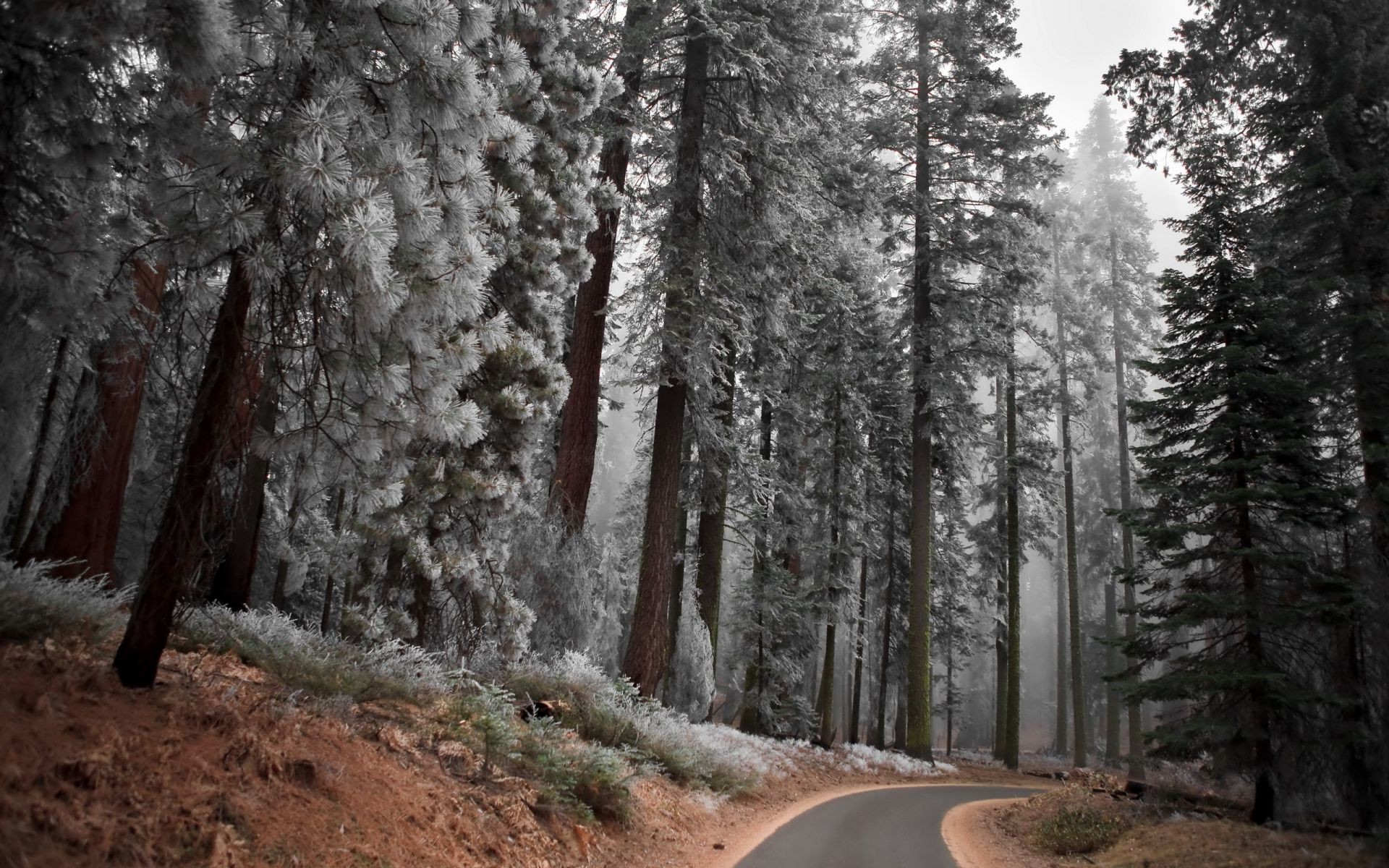 forest wood tree conifer outdoors nature evergreen snow landscape travel winter park wild sequoia fog