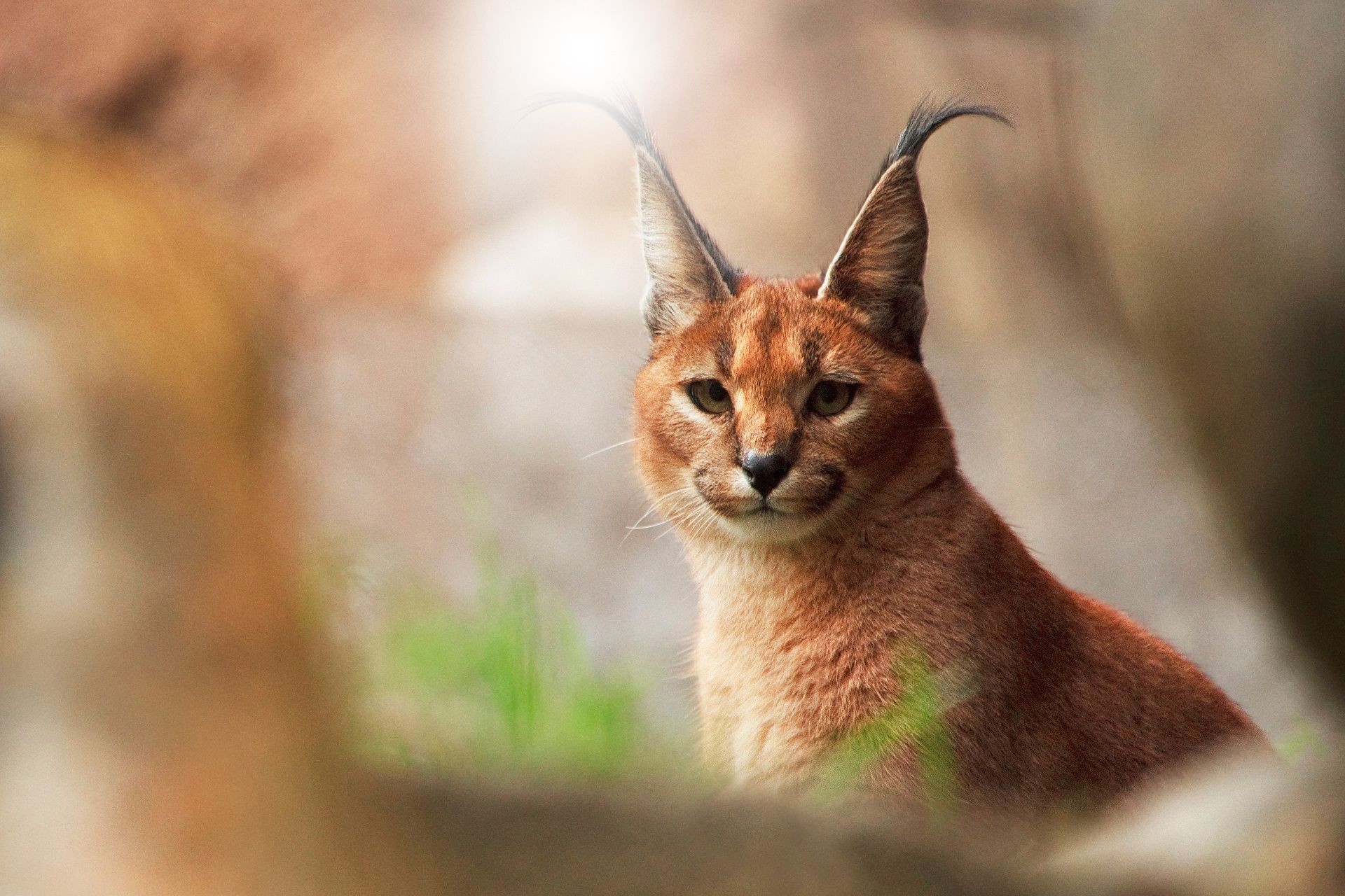 tiere säugetier katze tierwelt natur tier porträt niedlich ansicht wild auge