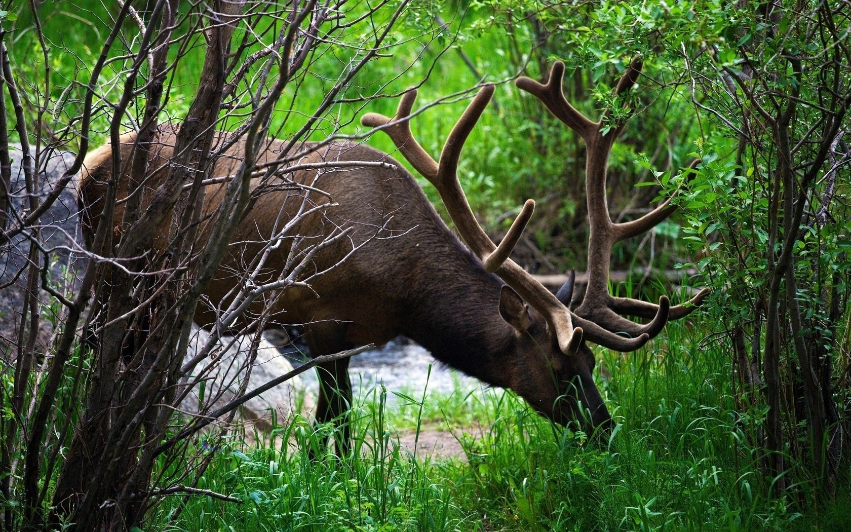 ciervos madera vida silvestre pantano mamífero alce naturaleza animal despedida de soltero salvaje parque hierba buck toro caza grande árbol ciervo