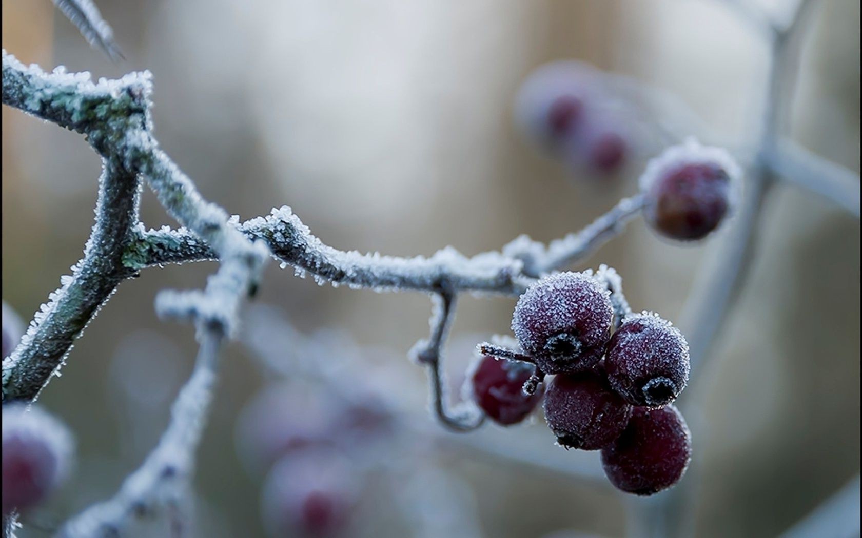 bagas inverno geada neve ramo árvore fruta baga natureza temporada cor close - up natal congelado flora gelo comida frio dof ao ar livre