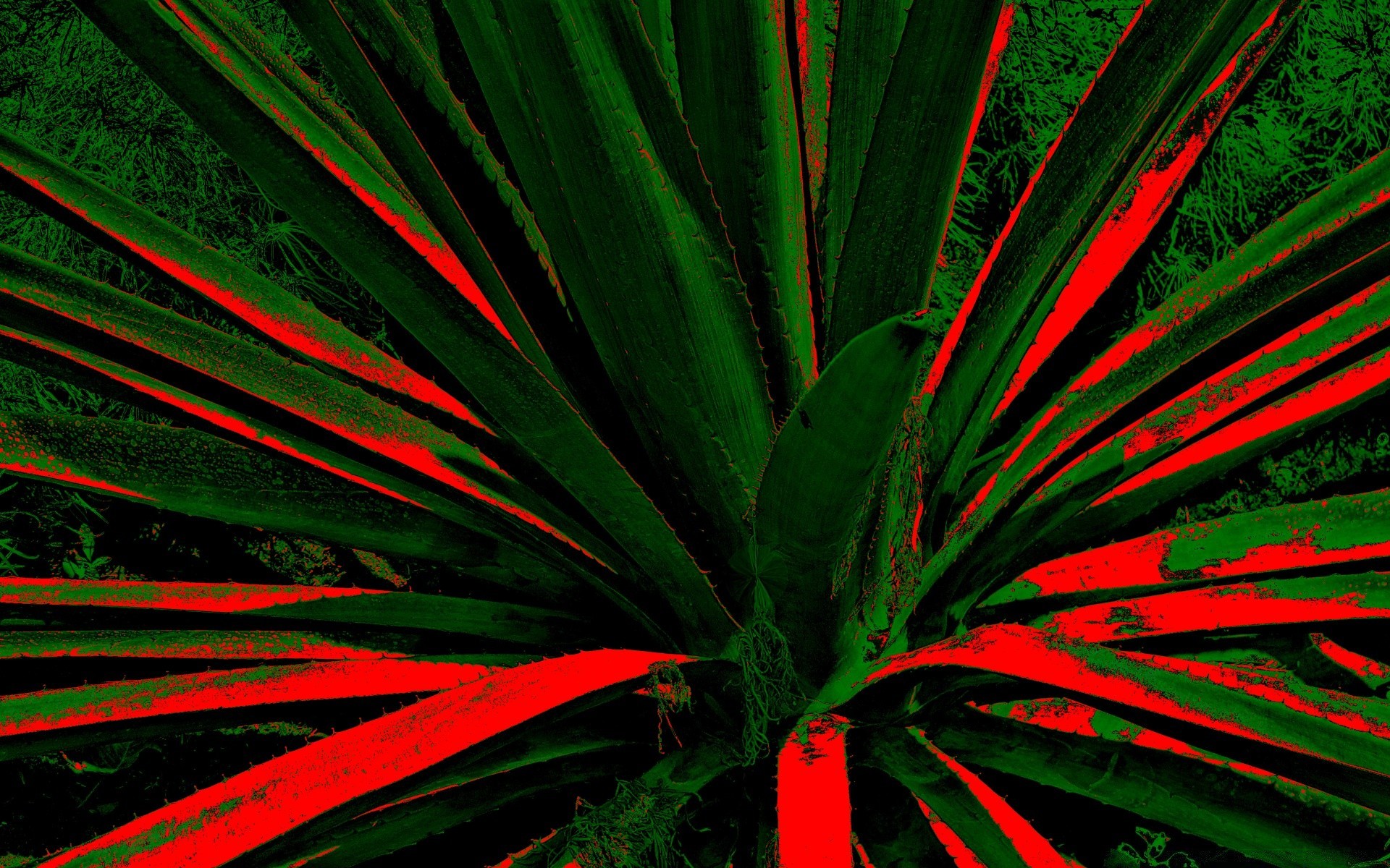 abstract leaf texture palm tropical tree flora growth