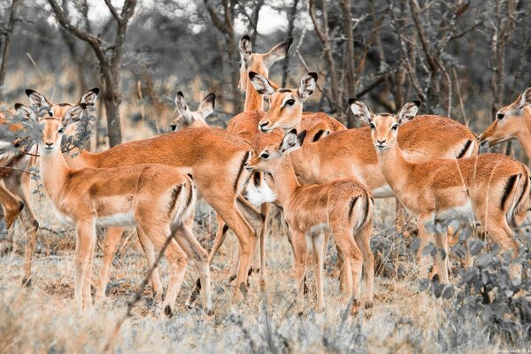 Small deer graze in a clearing