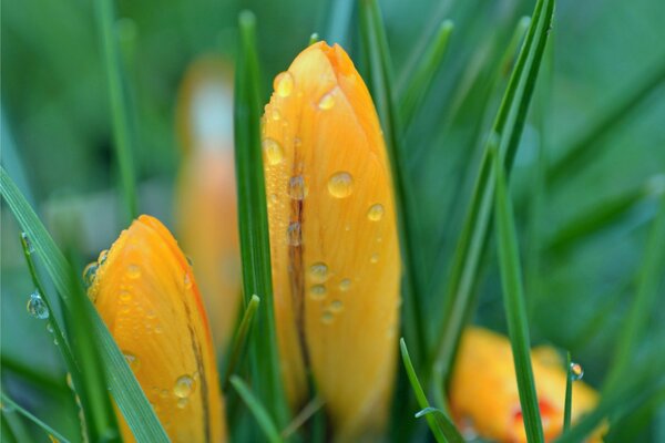 Rugiada su tulipani gialli