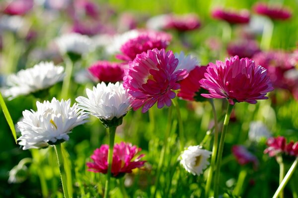 Flowering plants in a clearing