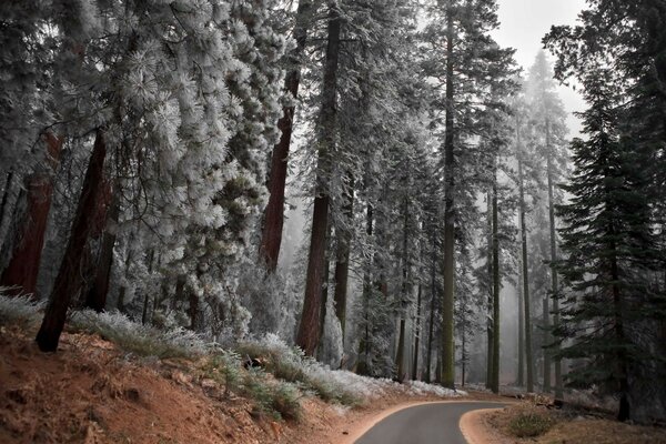 El bosque, la naturaleza elegante y el camino que conduce a ninguna parte