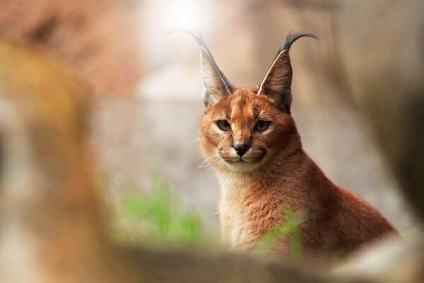 Ein Luchs ist eine Wildkatze