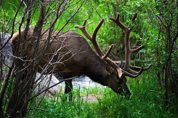 Der Hirsch ist ein sehr schönes anmutiges Tier