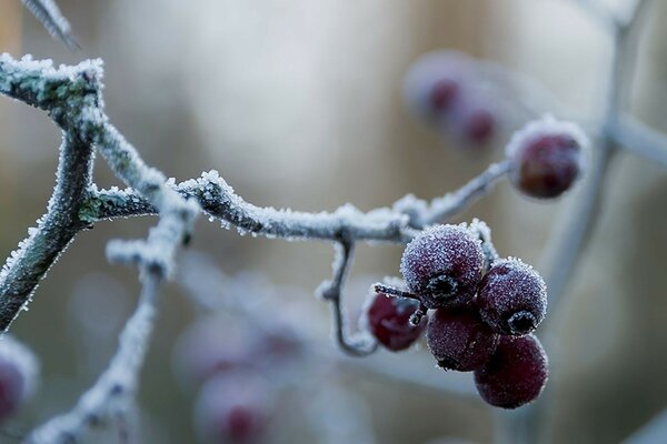 Die ersten Fröste auf Beeren im Wald