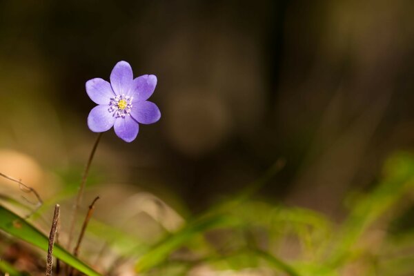 Lila Blume Nahaufnahme