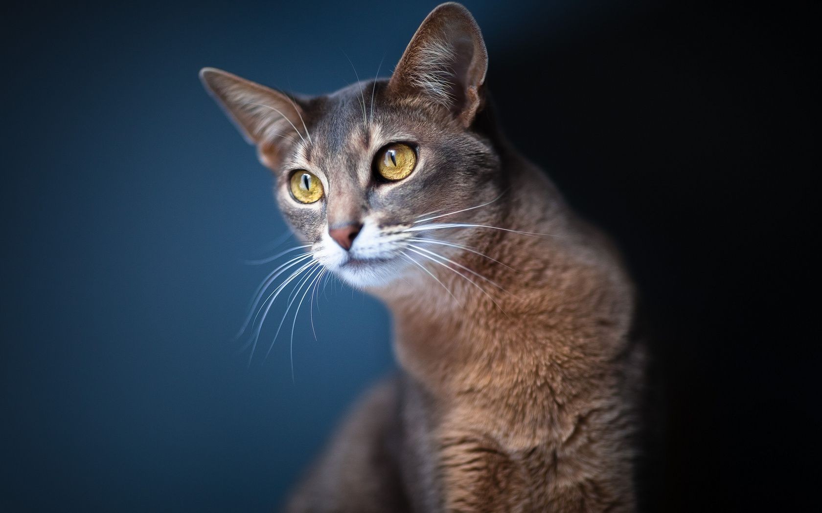 katze katze niedlich auge porträt säugetier jung fell haustier anzeigen tier ein haar kätzchen schnurrbart kopf suchen