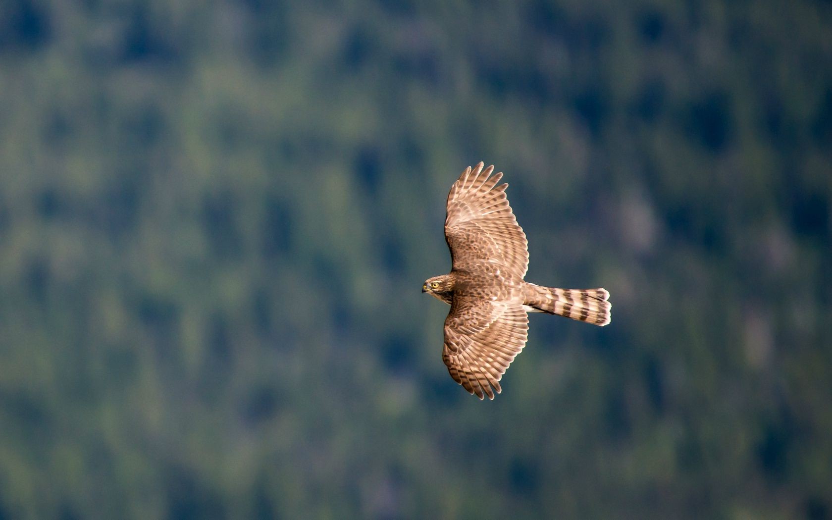 hayvanlar raptor kuş şahin yaban hayatı şahin doğa açık havada baykuş kartal uçuş av gün ışığı geçiş yumuşatma