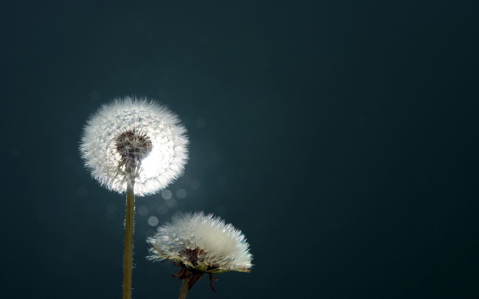 fleurs pissenlit nature fleur délicat vers le bas à l extérieur lumineux croissance été