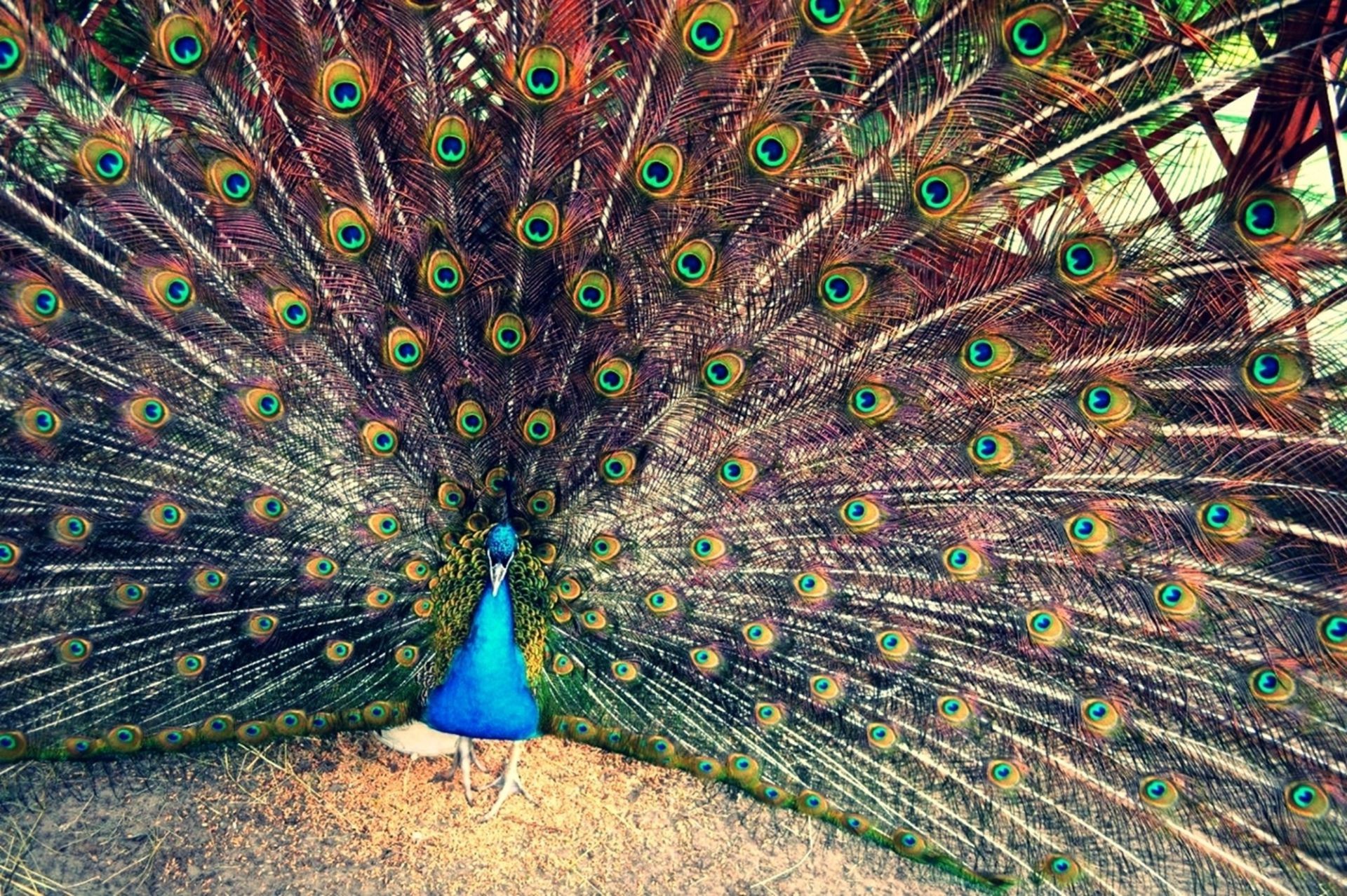 animales pavo real pájaro pluma patrón pavo real cola naturaleza exposición ritual baile escritorio cuello textura vivo vivo color aves turquesa animal gallo