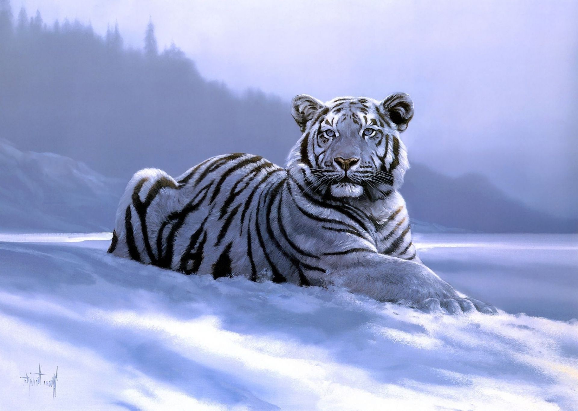 tigres neige hiver glace nature mammifère en plein air froid voyage la faune