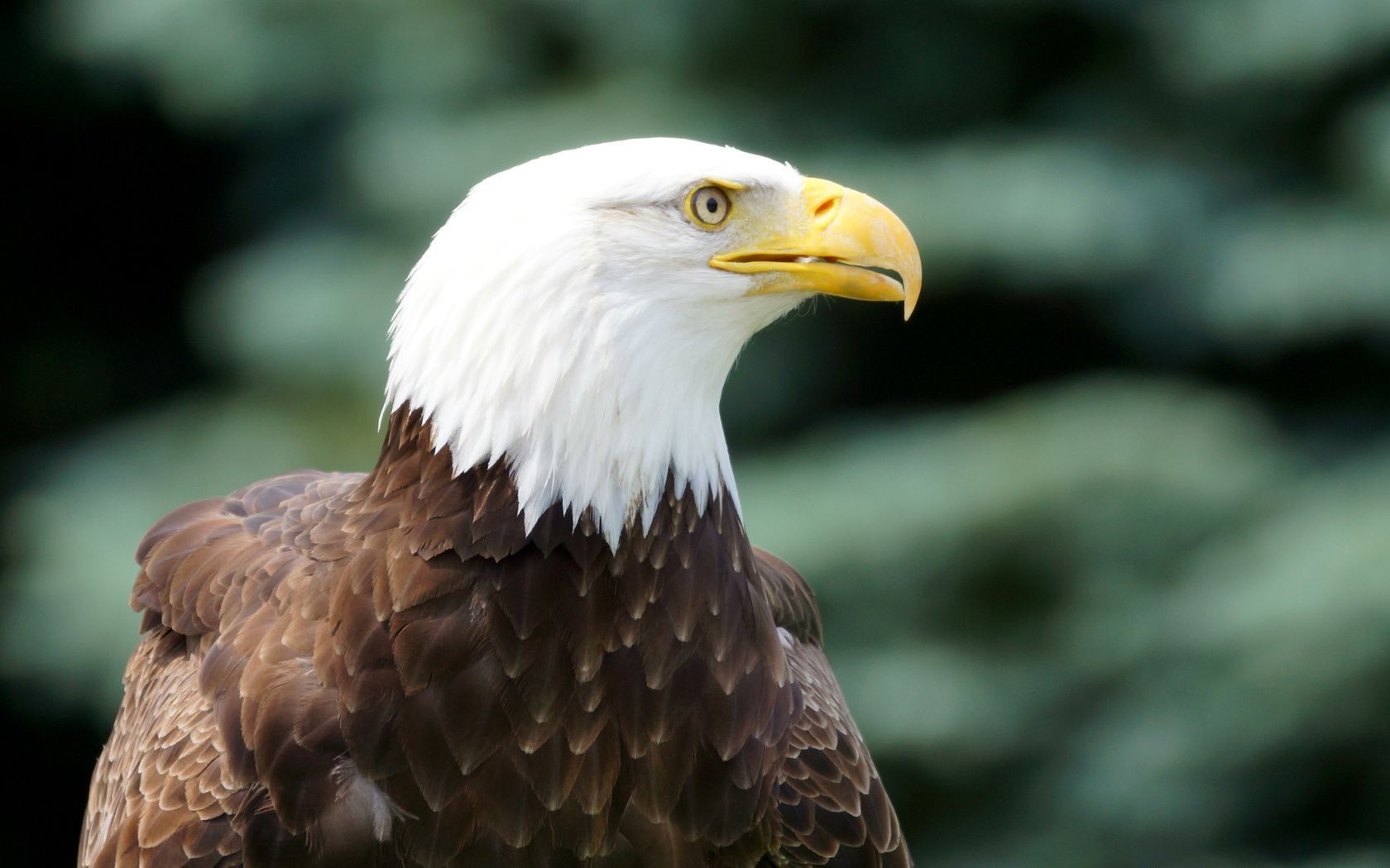 animaux rapace aigle oiseau faune proie pygargue à tête blanche chauve nature bec portrait fauconnerie fauconnerie animal à l extérieur