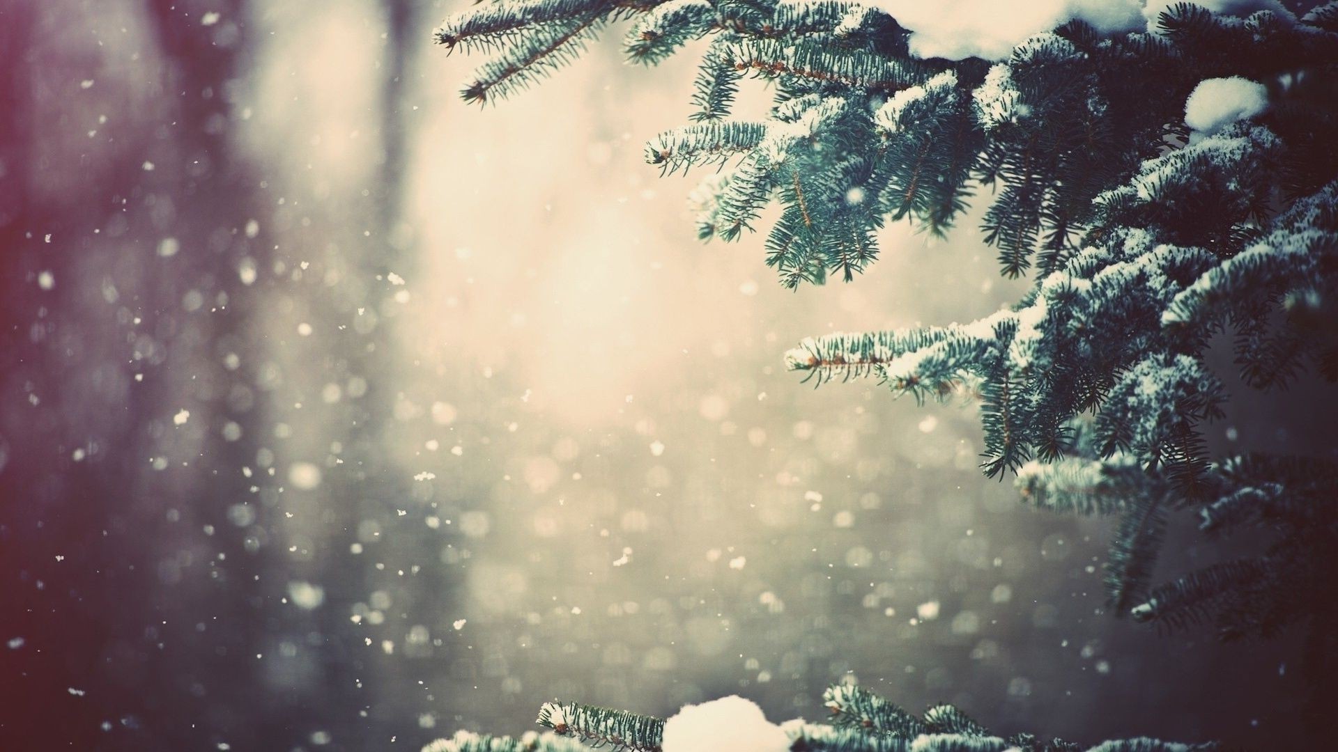 зима рождество снег дерево на открытом воздухе