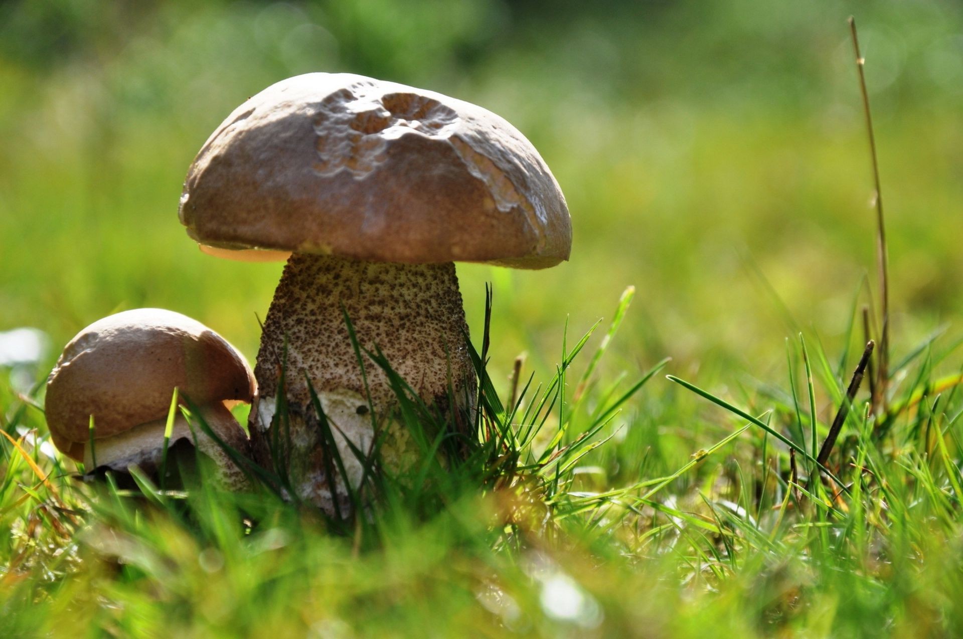 pflanzen pilz pilz natur gras steinpilz herbst moos holz lebensmittel wild im freien sommer sporadisch essbar fliegenpilze flora blatt weide