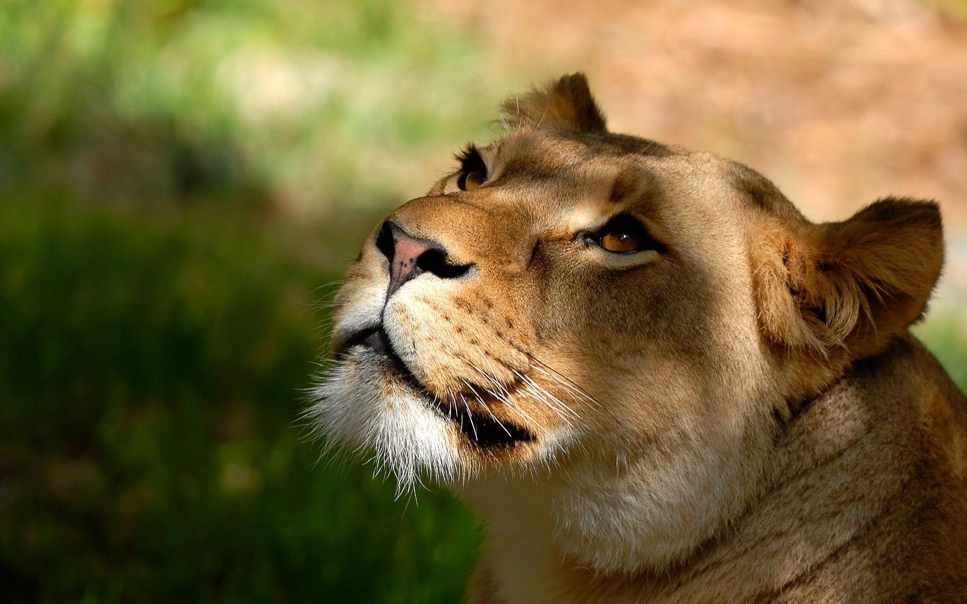 lwy kot przyroda ssak oko lew futro zwierzę natura portret drapieżnik zoo trawa dziki safari