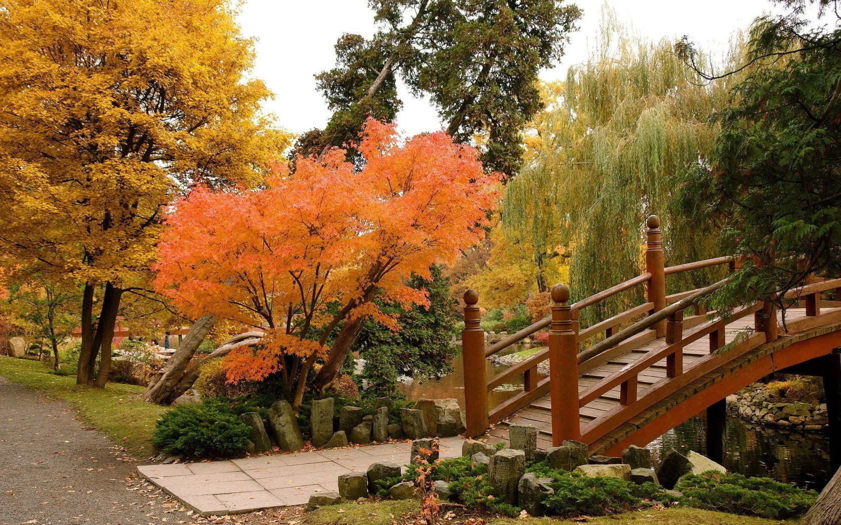 autunno autunno foglia albero parco natura in legno paesaggio esterno giardino maple stagione scenic guida lussureggiante viaggio