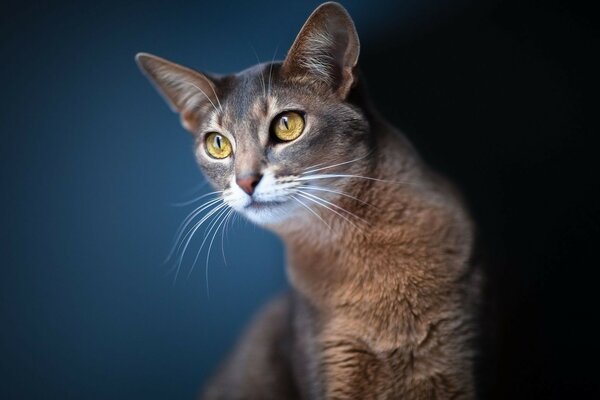 Chat mignon a pensé à quelque chose