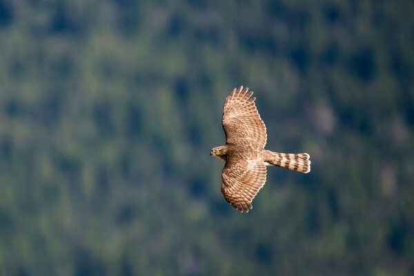 Ein Vogel, der mit großen Krills in der Luft fliegt