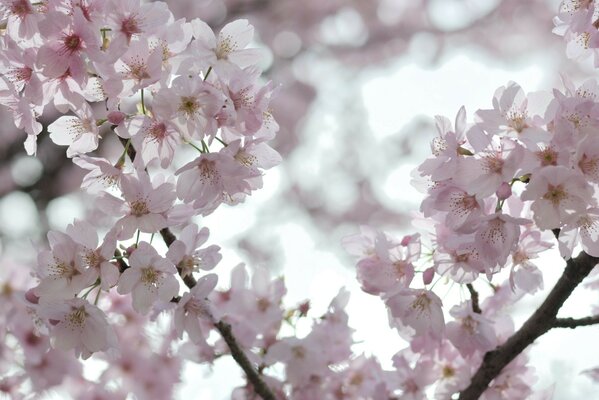 Flor rosa Sakura flores de cerezo blanco