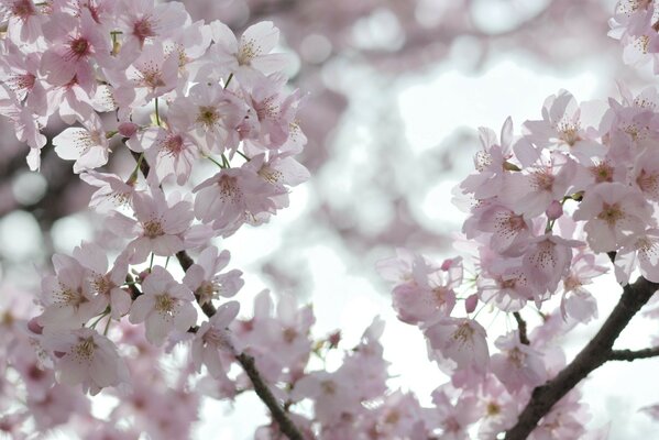 Kwiat różowy Sakura wiśnia kwiaty białe
