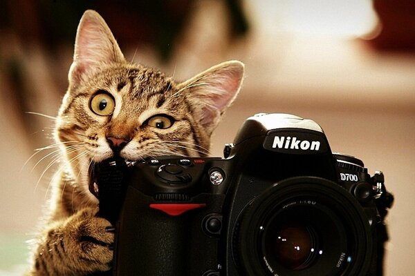 Tiro creativo del gatto e della macchina fotografica