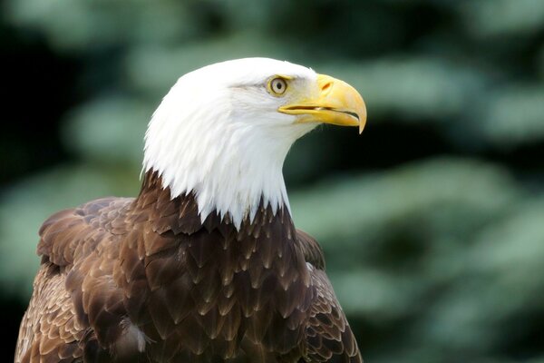 Clear image of a beautiful bird