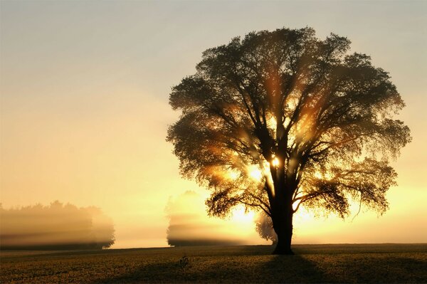 Bellissimo albero alla luce del sole