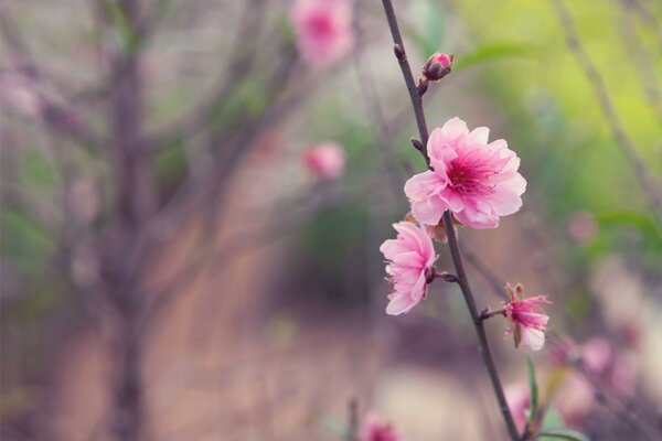 Rosa Blume am Stiel