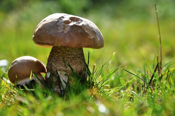 Champignon herbe bokeh gros plan champignons pied slpka