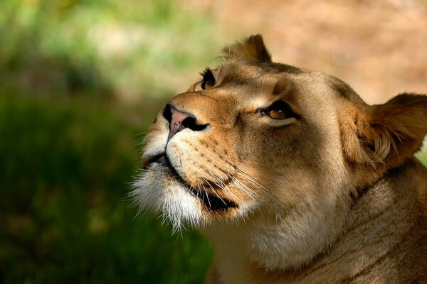 Grand chat dans la nature