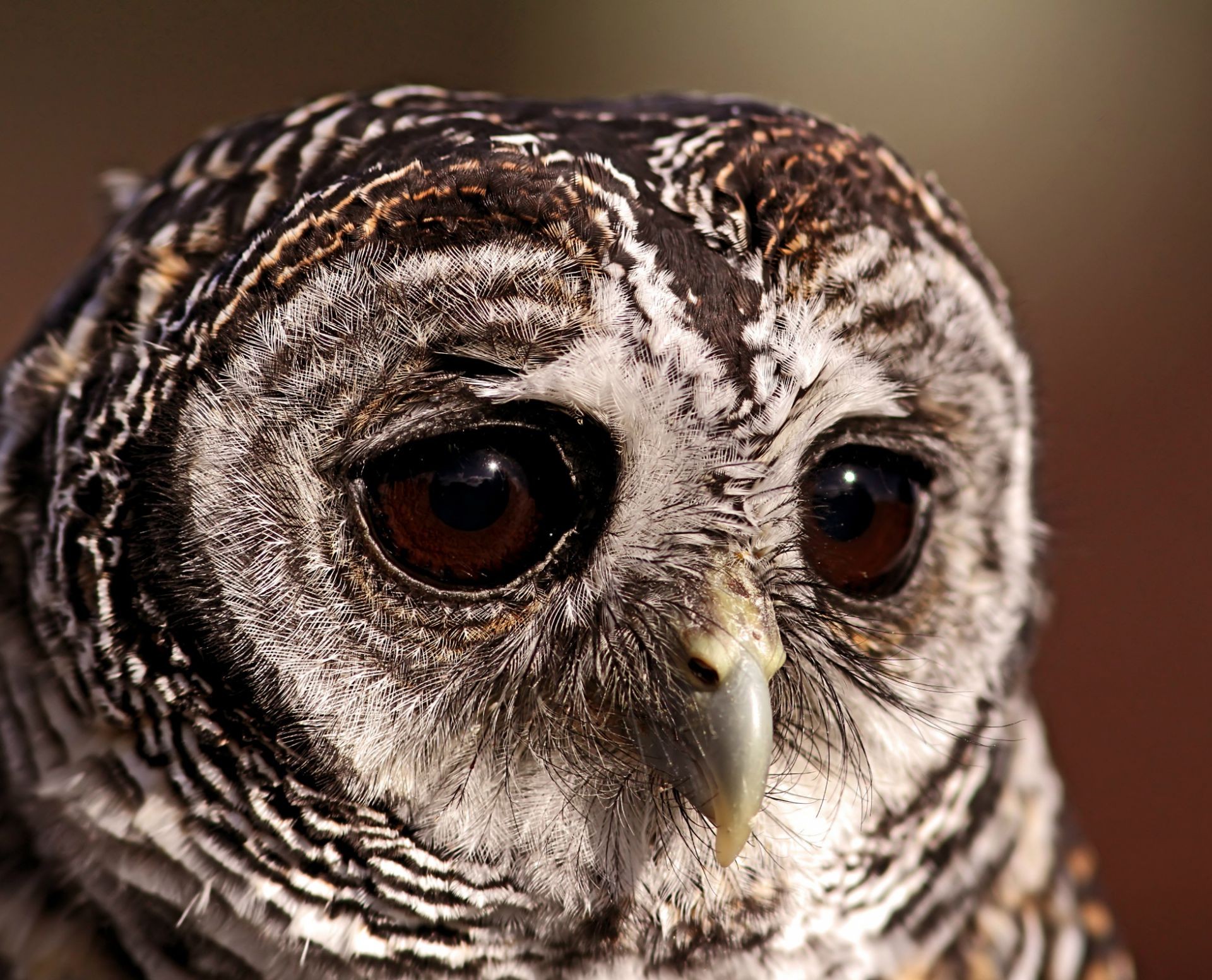 animales búho pájaro raptor pluma vida silvestre animal retrato naturaleza ojo sabio nocturno presa pico aviador salvaje gris cetrería depredador águila cazador