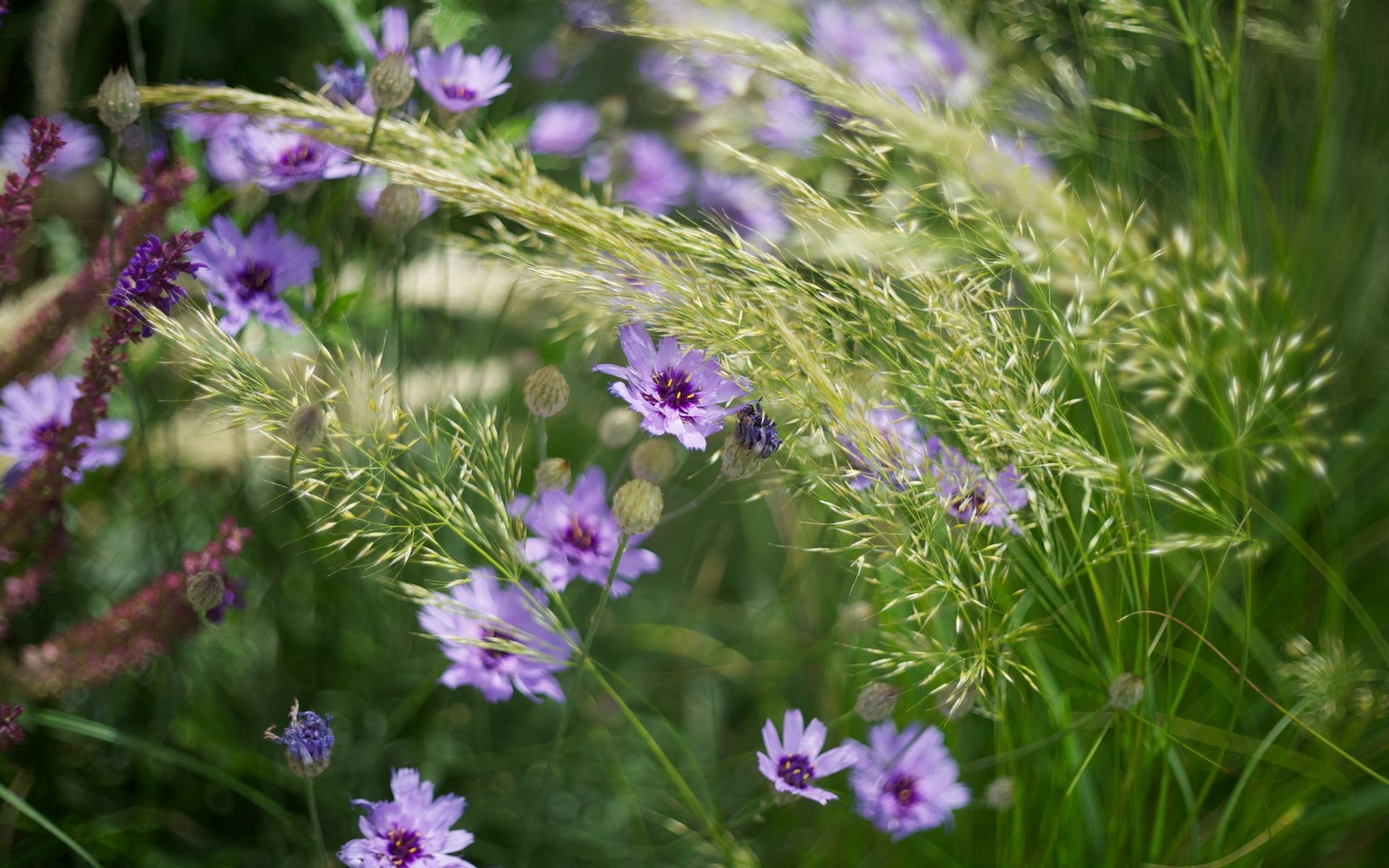 fleurs fleur nature herbe flore champ été foin jardin saison lumineux gros plan bluming floral sauvage couleur à l extérieur feuille wildflower belle