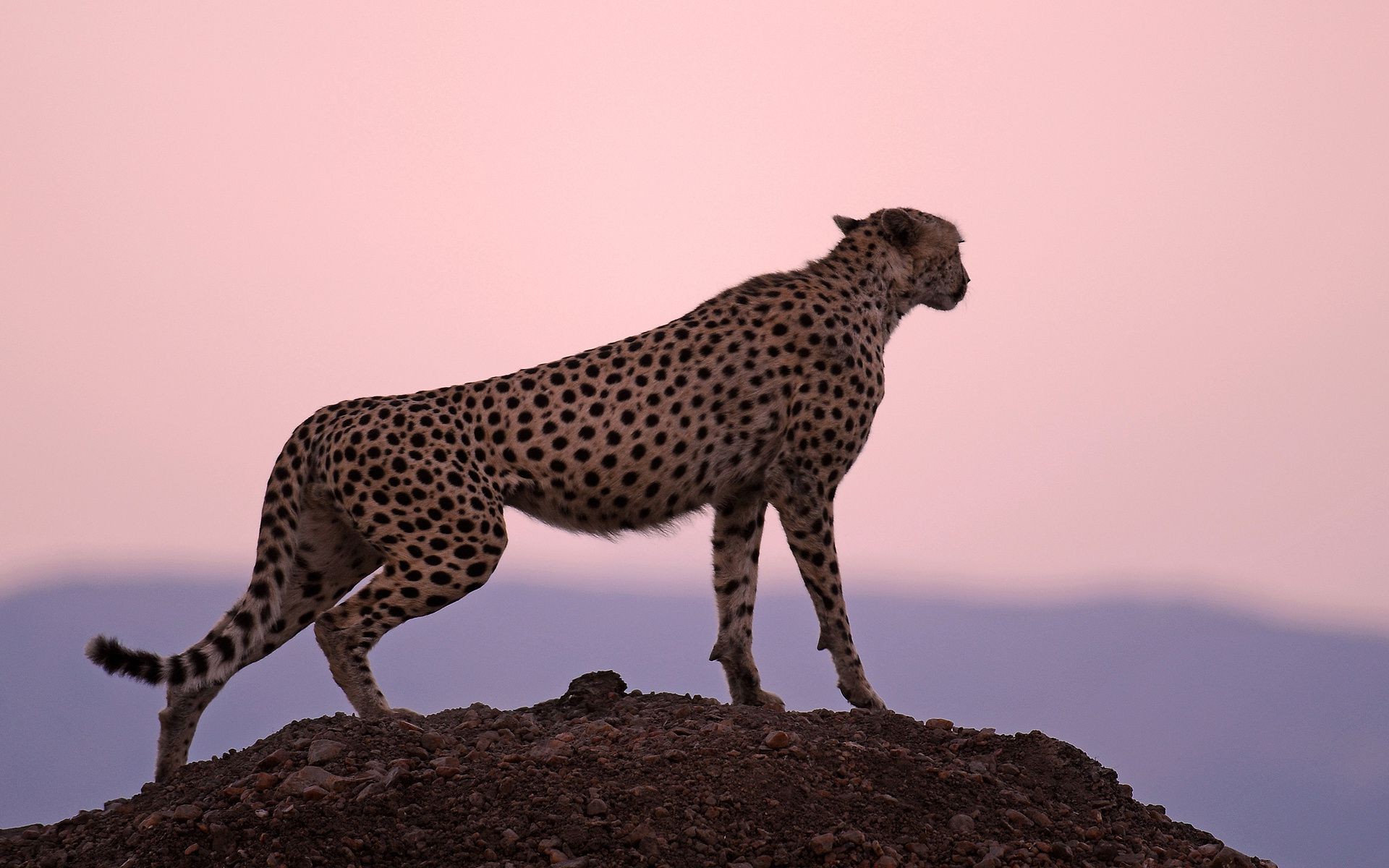 ghepardi fauna selvatica mammifero gatto ghepardo safari selvaggio leopardo natura