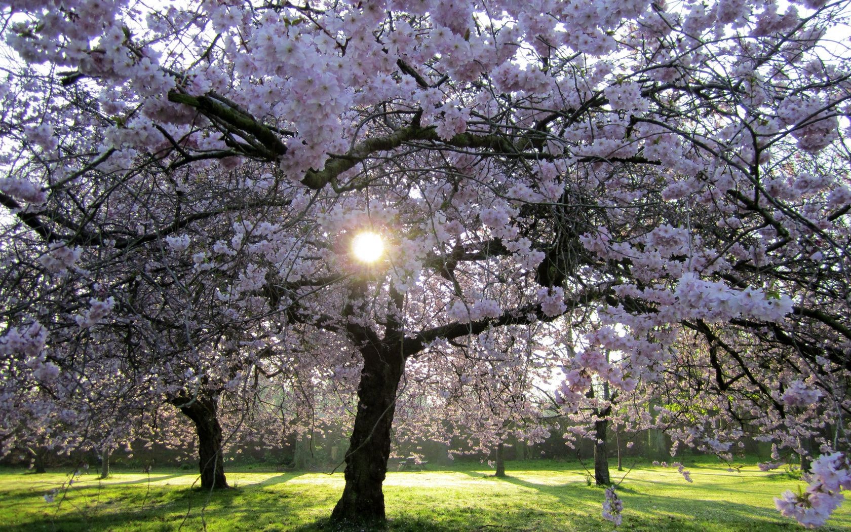 printemps arbre cerise branche fleur saison printemps parc paysage flore arbre fruitier jardin nature feuille bluming pomme lumineux croissance environnement pétale ensoleillé